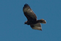 Buteo solitarius