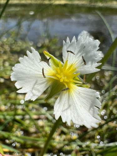 California damsonium (Damasonium californicum)