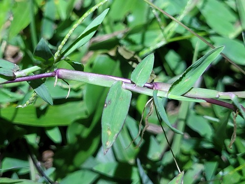 Digitaria fuscescens observed 2025-04-25