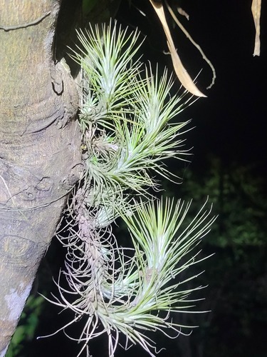 Cigar of Imran (Tillandsia funckiana)