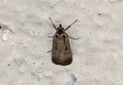 Tathorhynchus exsiccata