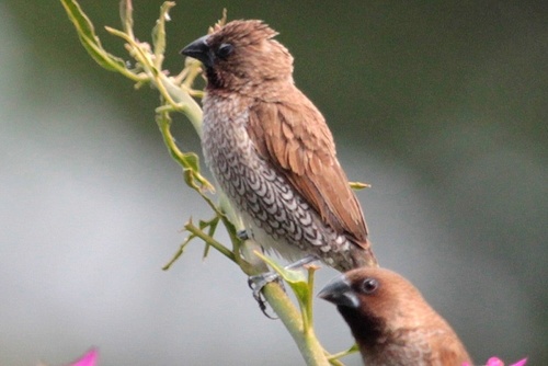Lonchura punctulata observed 2015-11-03