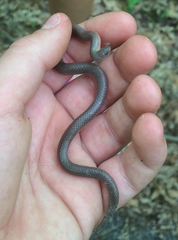 Carphophis amoenus amoenus