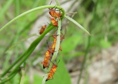 Oncopeltus guttaloides