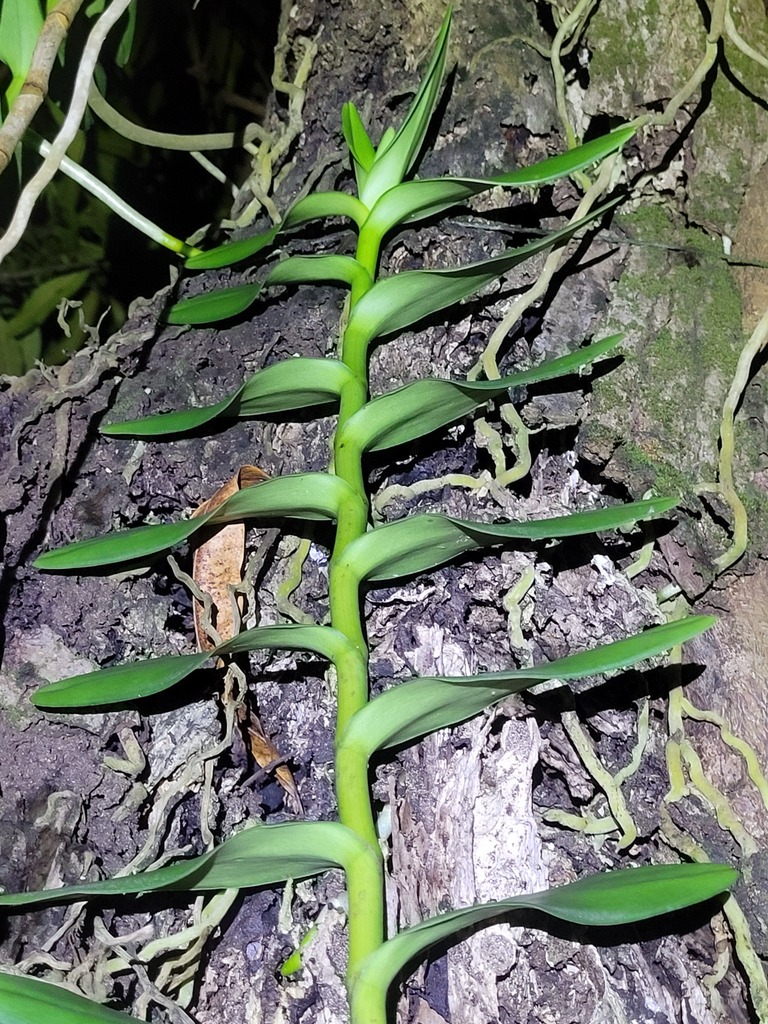Foto de Orquídea-aranha
