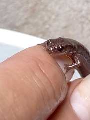 Chiropterotriton orculus