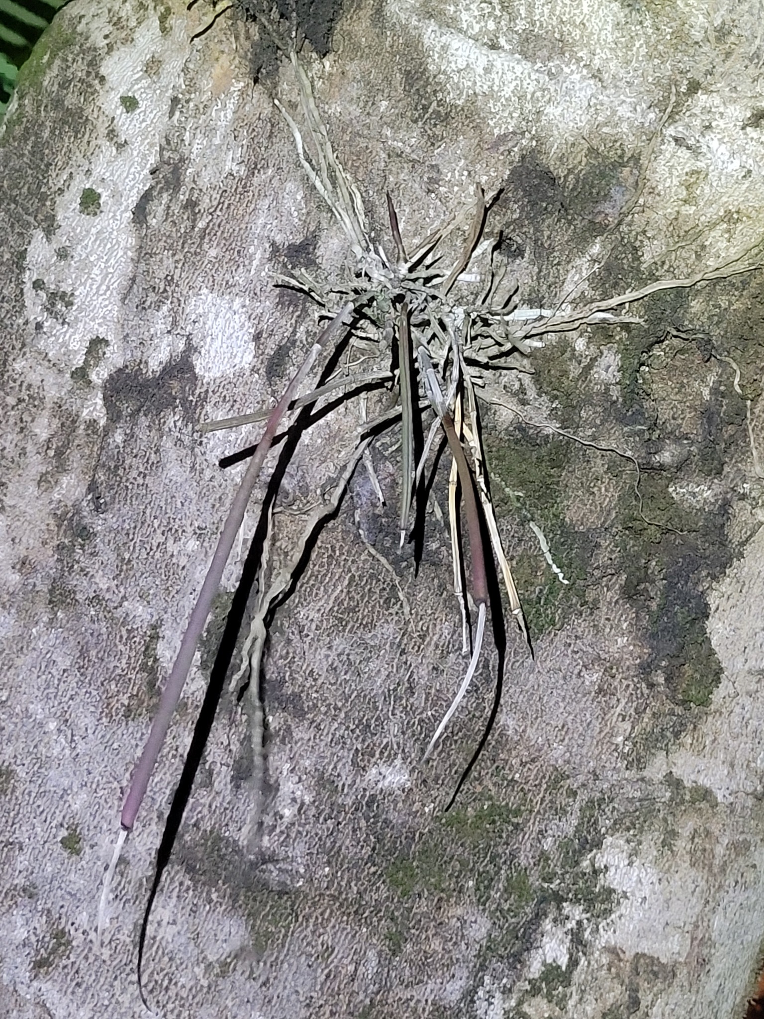 Brassavola angustata Lindl.