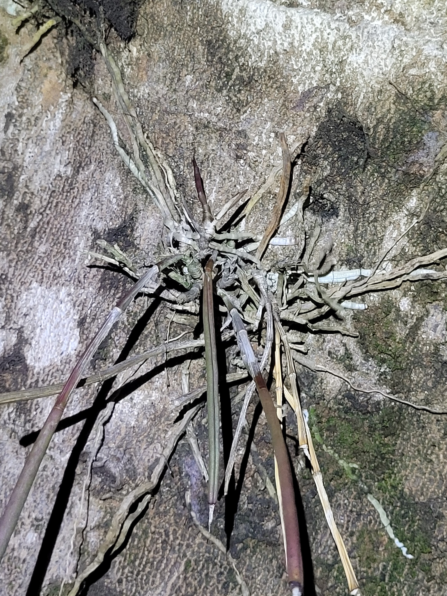 Brassavola angustata Lindl. 2
