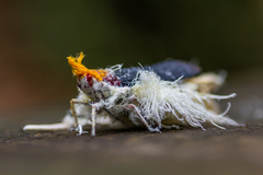Cerogenes auricoma