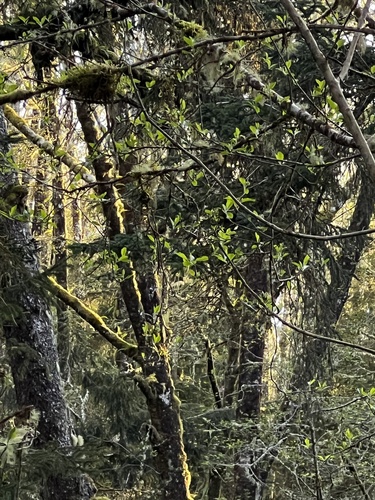 Fraxinus latifolia