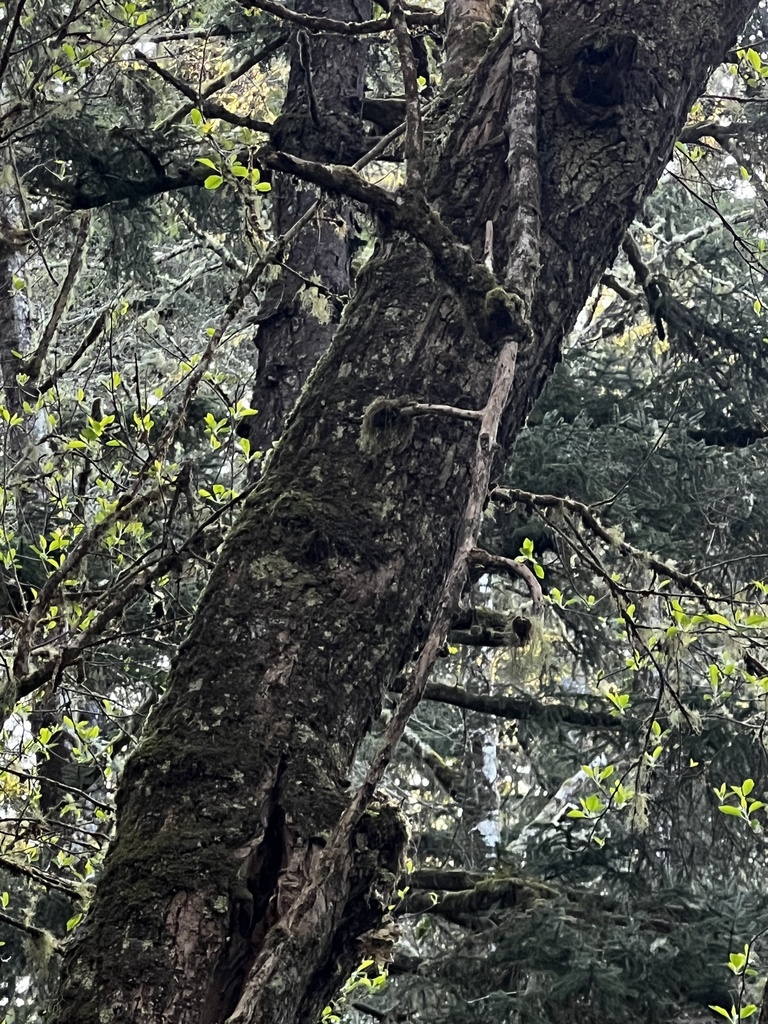 Fraxinus latifolia, Pacific Rim National Park Reserve, Alberni-Clayoquot, BC, CA