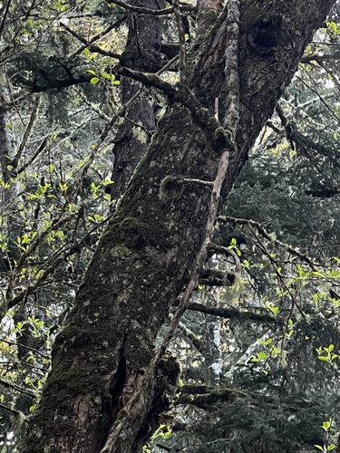 Fraxinus latifolia
