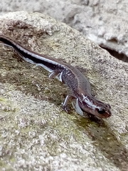 Chiropterotriton orculus