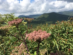Angelica triquinata