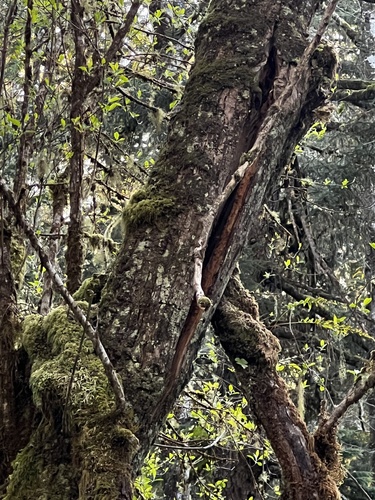 Fraxinus latifolia