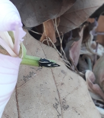 Membracis foliatafasciata