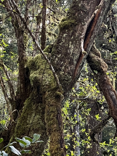 Fraxinus latifolia