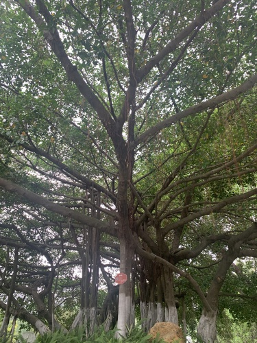 Foto de Figueira-amarela
