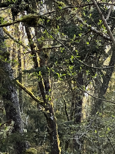 Fraxinus latifolia
