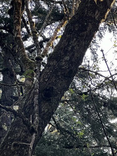 Fraxinus latifolia
