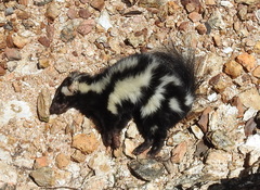 Spilogale angustifrons