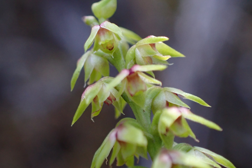 Genoplesium pumilum