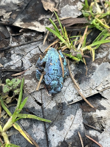 Gray Treefrog photographed in Pennsylvania