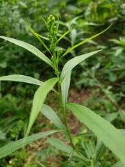 Solidago riddellii