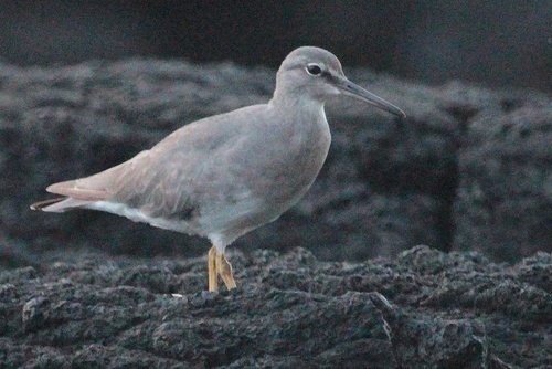 Tringa incana observed 2015-11-03