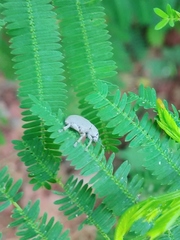 Colecerus