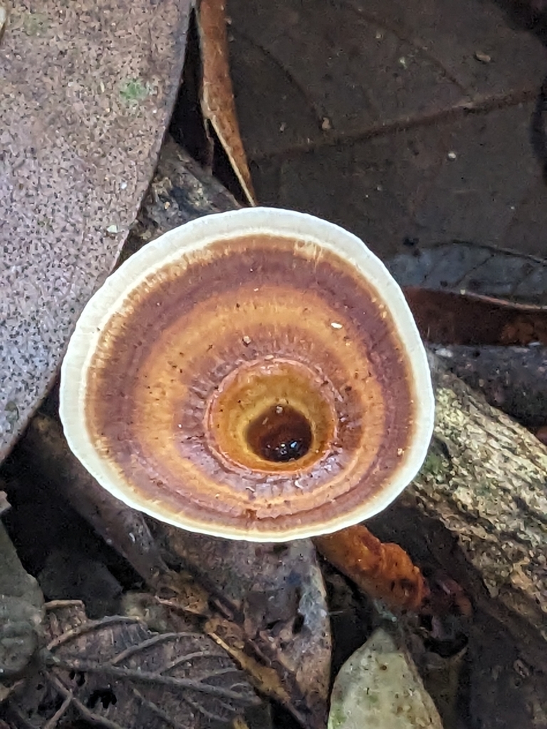 Microporus xanthopus · April 2025 · photo: © holocene_matt (iNaturalist, cc-by)