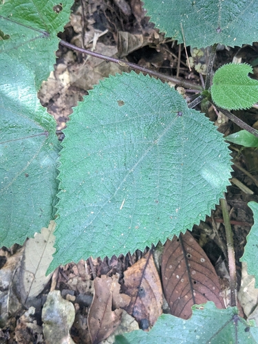 Image of Dendrocnide moroides by (c) Matthew Borella, some rights reserved (CC BY)
