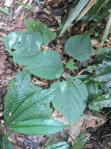 Image of Dendrocnide moroides by (c) Matthew Borella, some rights reserved (CC BY)