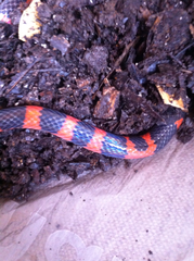 Geophis semidoliatus