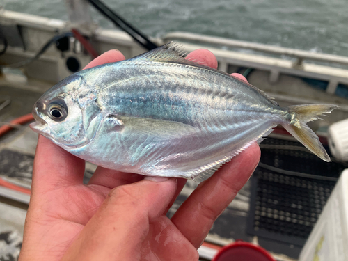 Butterfish (Peprilus simillimus) — Stromateidae — 2