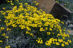 Draba sibirica