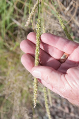 Setaria macrostachya