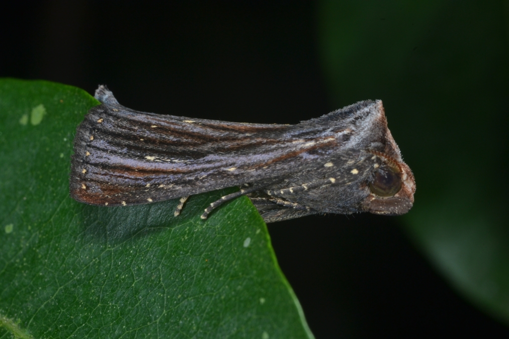 Antiopha multilinea