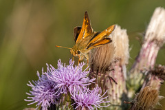 Hesperia comma laurentina