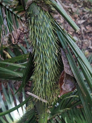 Image of Calamus moti by (c) Matthew Borella, some rights reserved (CC BY)