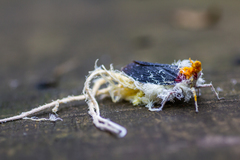 Cerogenes auricoma