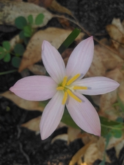 Zephyranthes fosteri