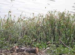 Cyperus malaccensis monophyllus