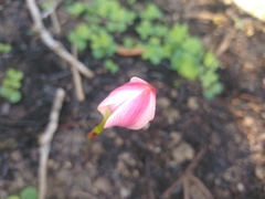 Zephyranthes fosteri