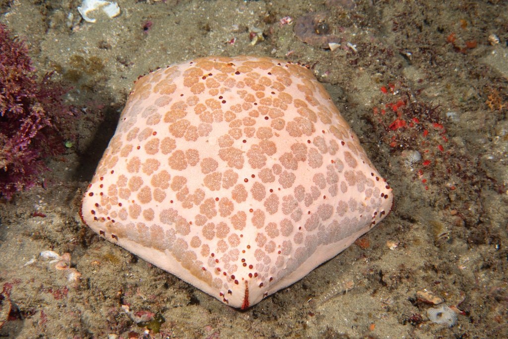 Photo of Pincushion sea star (Culcita schmideliana)