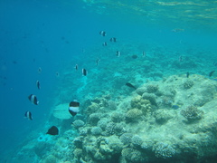 Hemitaurichthys zoster