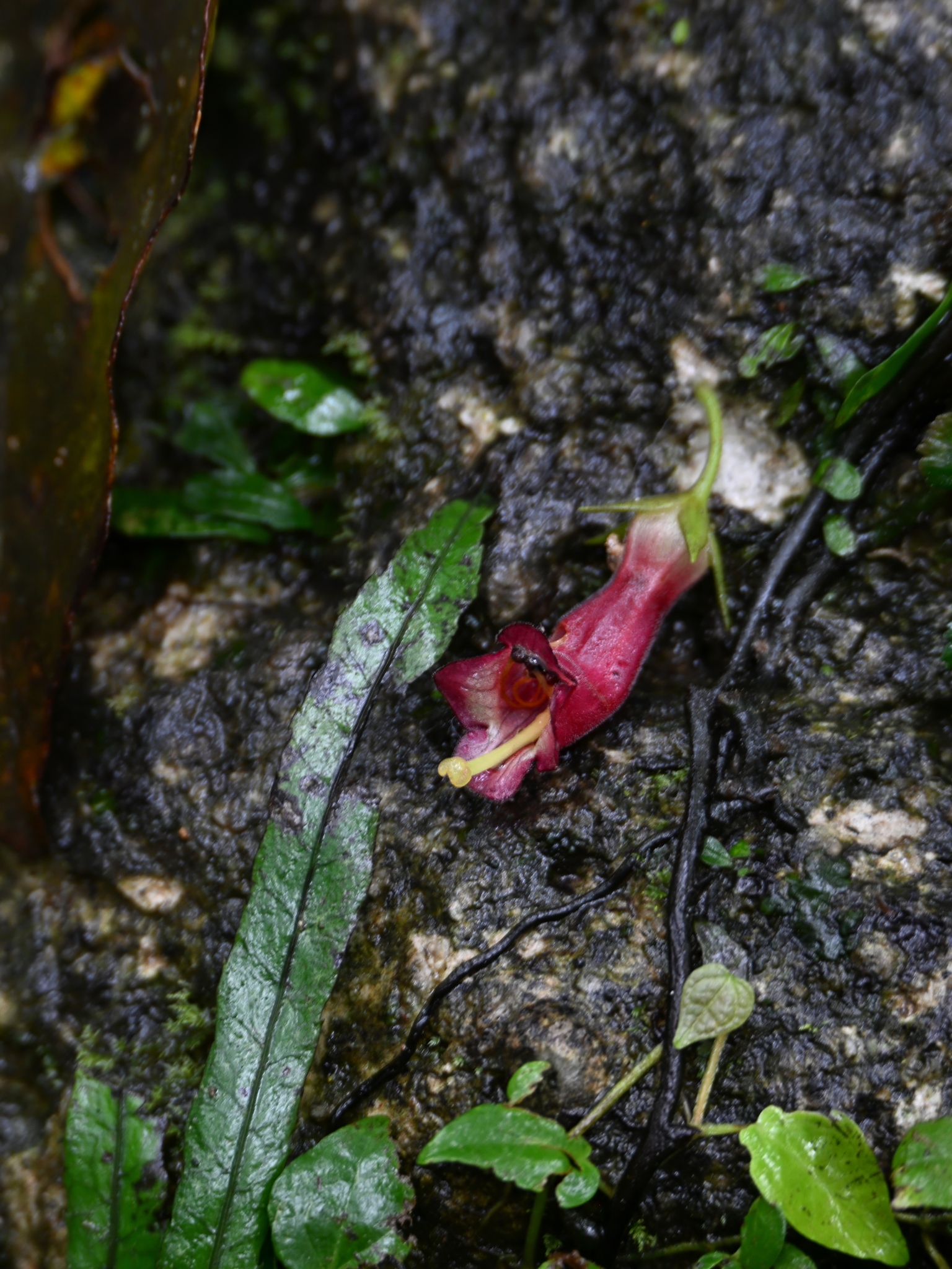 Aeschynanthus crassifolius (Elmer) Schltr.