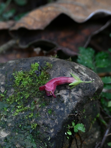 Aeschynanthus crassifolius