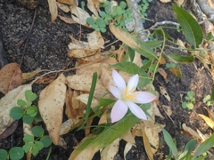 Zephyranthes fosteri