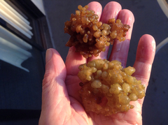 Colpomenia tuberculata